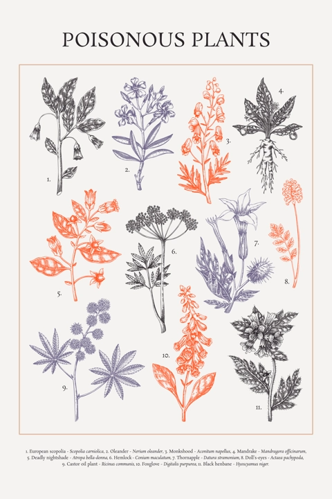 Poisonous plant hand drawn vector illustrations. Witch herbs in sketch style. Apothecary vintage poster design. NOT AI generated